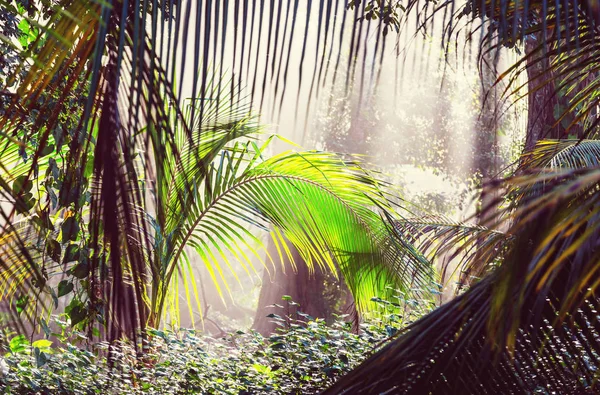 Misty Τροπικό Δάσος Στην Κόστα Ρίκα Κεντρική Αμερική — Φωτογραφία Αρχείου