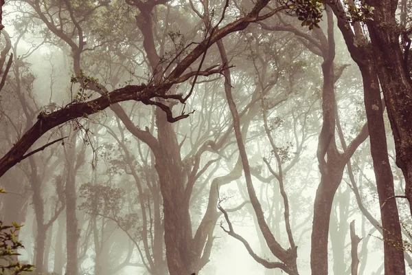 Misty Rainforest Costa Rica Midden Amerika — Stockfoto