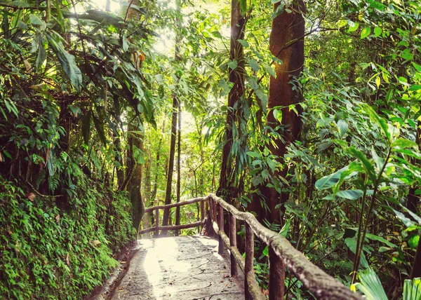 Bosque Lluvioso Nublado Costa Rica América Central — Foto de Stock