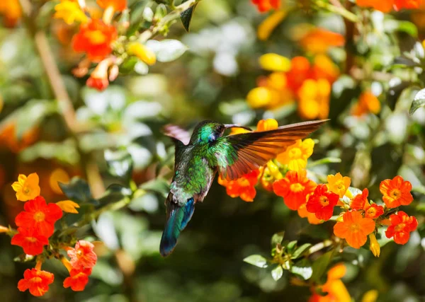 Colibri Coloré Costa Rica Amérique Centrale — Photo