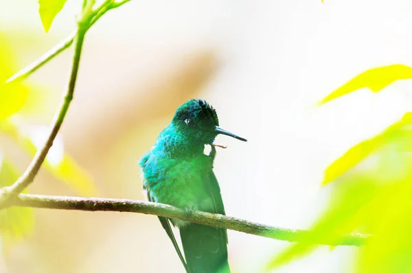 Színes Kolibri Costa Ricában Közép Amerikában — Stock Fotó