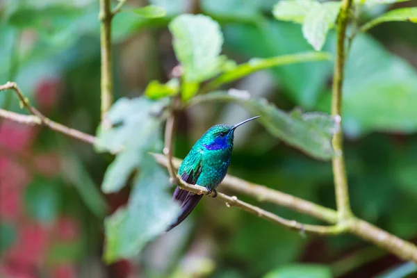 Colibrí Colorido Costa Rica América Central — Foto de Stock