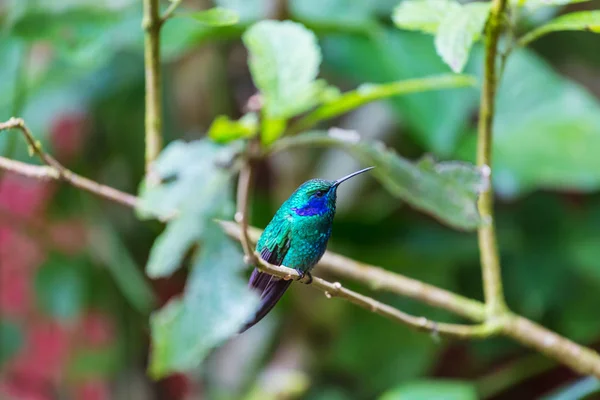 Colibri Coloré Costa Rica Amérique Centrale — Photo