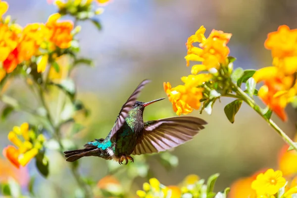 Colibrí Colorido Costa Rica América Central — Foto de Stock