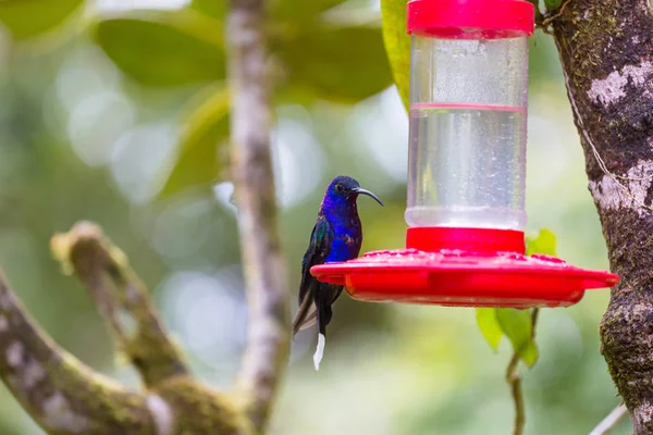 Kleurrijke Kolibrie Costa Rica Midden Amerika — Stockfoto
