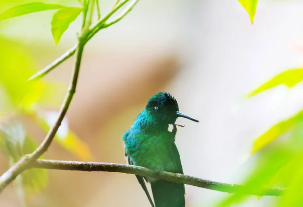 Hummingbird Colorido Costa Rica América Central — Fotografia de Stock