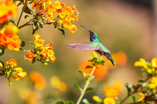 コスタリカ 中米のカラフルなハチドリ — ストック写真