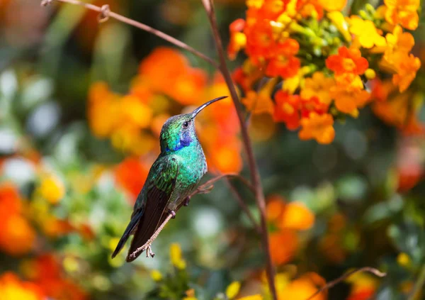 Hummingbird Colorato Costa Rica America Centrale — Foto Stock