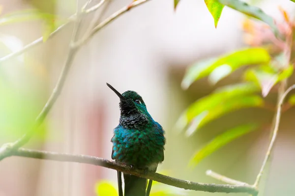 Colibri Coloré Costa Rica Amérique Centrale — Photo