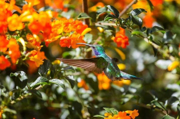 Hummingbird Colorido Costa Rica América Central — Fotografia de Stock