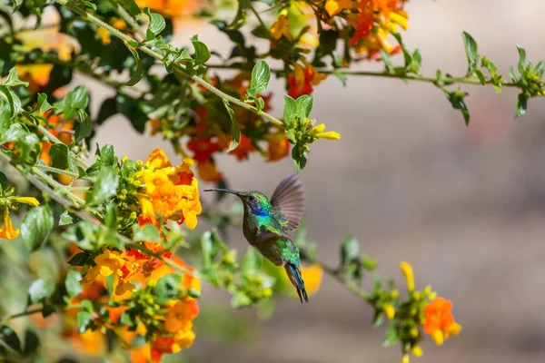 Colibrí Colorido Costa Rica América Central — Foto de Stock