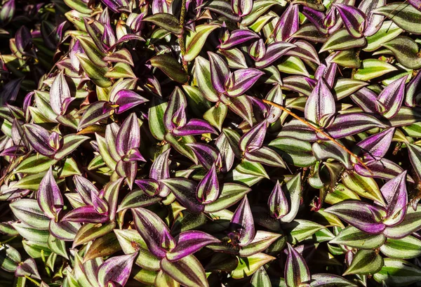 Fondo Verano Con Hojas Árbol —  Fotos de Stock