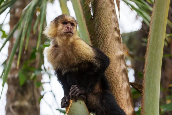 Forêt Singes Capucins Face Blanc Costa Rica Amérique Centrale — Photo