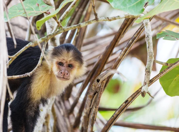 Branco Enfrentou Floresta Macacos Prego Costa Rica América Central — Fotografia de Stock