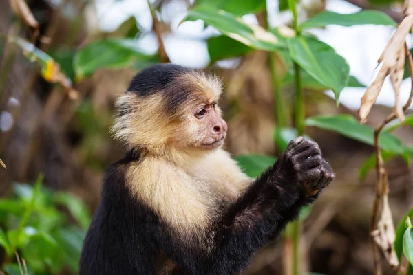 Branco Enfrentou Floresta Macacos Prego Costa Rica América Central — Fotografia de Stock