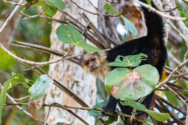 Δασών Μαϊμού Είδος Πιθήκου Λευκό Που Αντιμετωπίζουν Στην Κόστα Ρίκα — Φωτογραφία Αρχείου