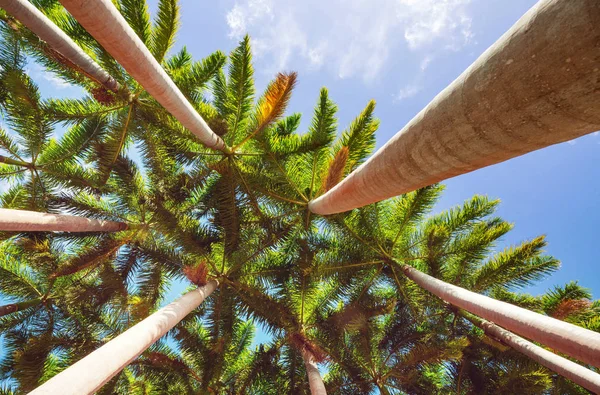 Palmen Plantage Neer Weergave — Stockfoto