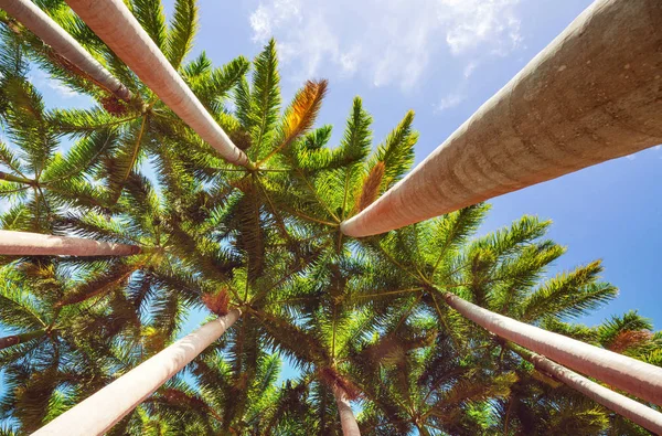 Plantacja Palm Dół Widok — Zdjęcie stockowe