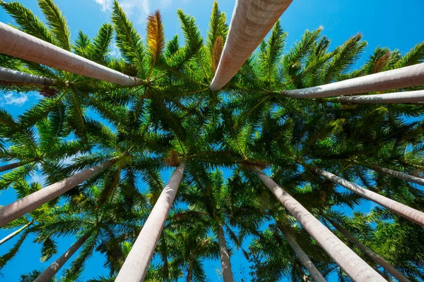 Palm Plantation Tropical Island — Stock Photo, Image