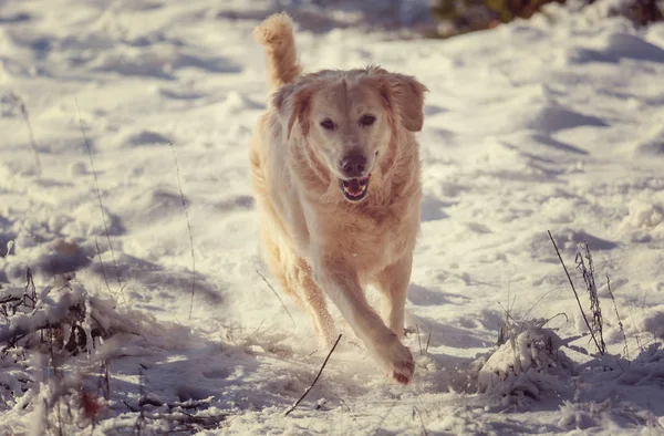 Vizsla Kutya Téli Erdő — Stock Fotó