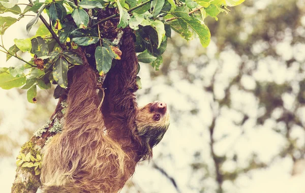 Sloth Tree Costa Rica Central America — Stock Photo, Image