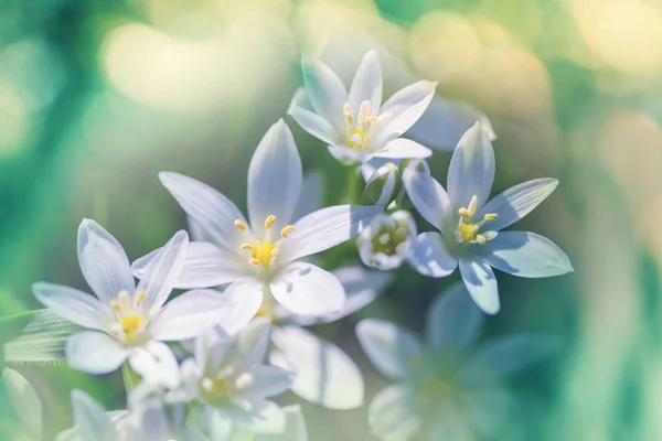 Bucaneve Nella Stagione Primaverile — Foto Stock