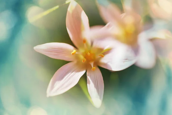 Snowdrops Spring Season — Stock Photo, Image