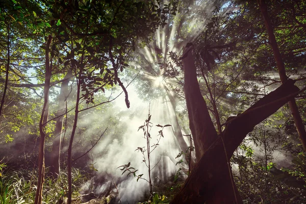 Güneşli Işınları Orman — Stok fotoğraf