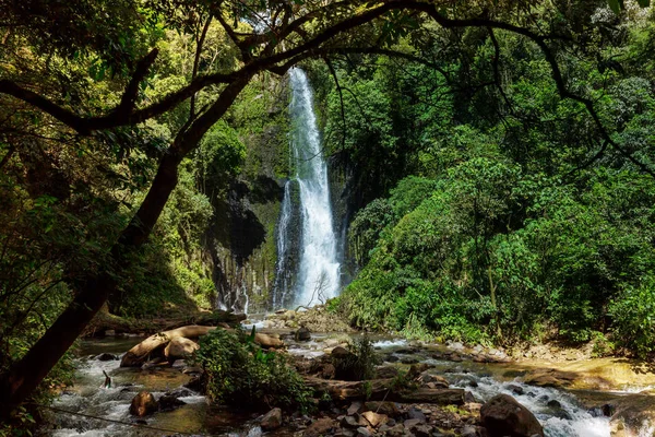 コスタリカの熱帯雨林ジャングルの中の壮大な滝 熱帯ハイキング — ストック写真