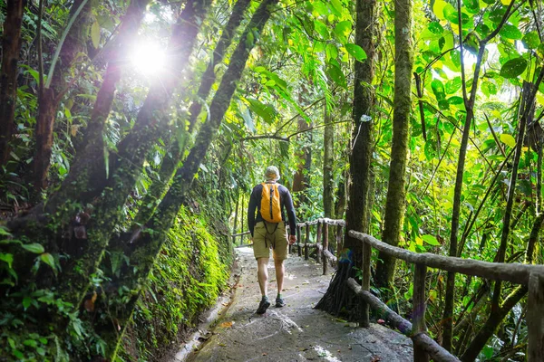 Senderismo Selva Tropical Verde Costa Rica América Central — Foto de Stock