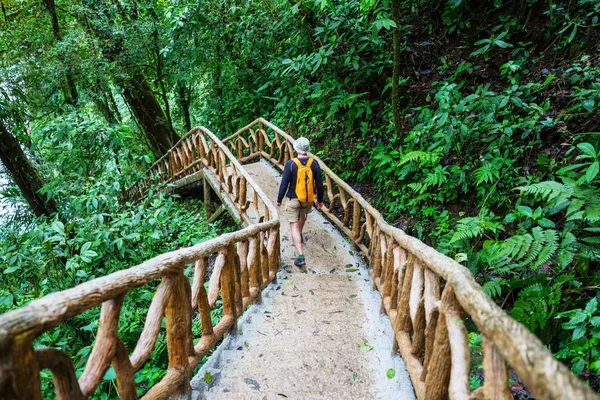 Пешие Прогулки Зеленых Тропических Джунглях Коста Рика Центральная Америка — стоковое фото