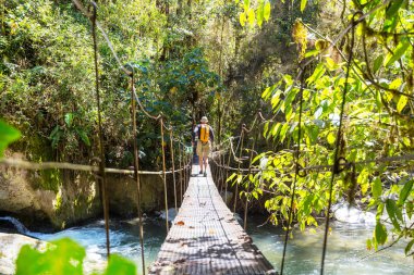 Yeşil tropikal ormanda yürüyüş, Kosta Rika, Orta Amerika