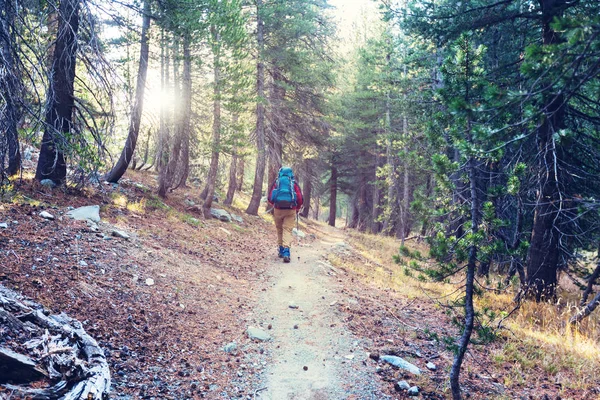 Wandelen in het bos — Stockfoto