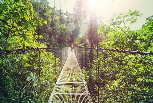 Vandring Grön Tropisk Djungel Costa Rica Centralamerika Stockbild