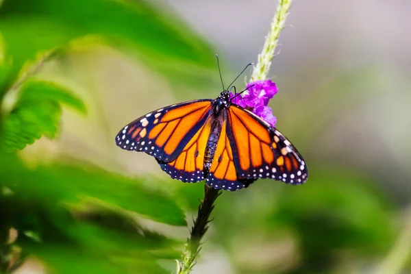Mariposa Flores Primavera — Foto de Stock