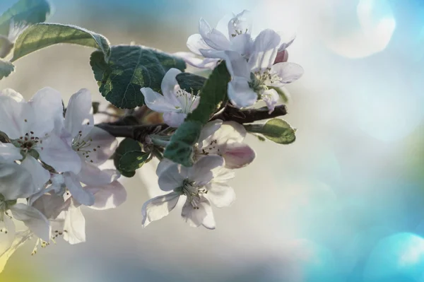 Květiny Třešně Kvetoucí Jarní Zahradě — Stock fotografie