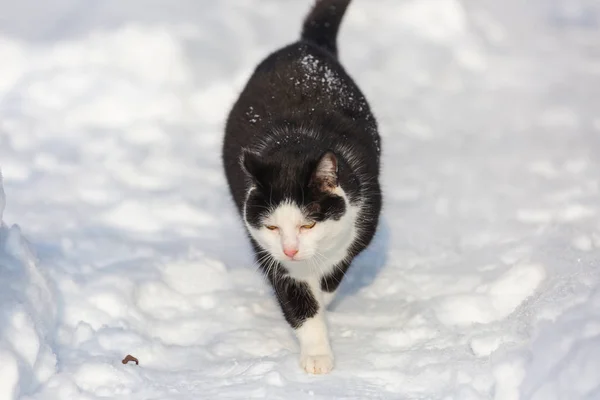 Macska Hóban Téli Szezonban — Stock Fotó