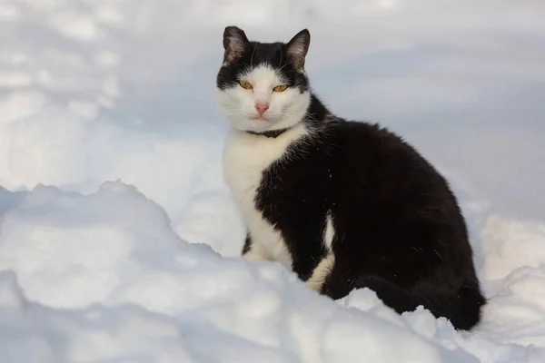 Kat Sneeuw Het Winterseizoen — Stockfoto