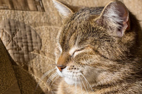 Binnenlandse Kat Staand Ontspannen — Stockfoto