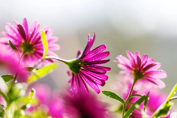 精彩多彩的花朵近距离拍摄 — 图库照片