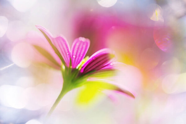 Удивительный цветной кадр крупным планом
 