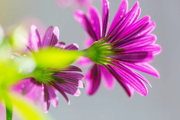 Úžasné Barevné Květ Zblízka Střílel — Stock fotografie