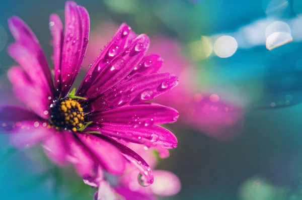 Úžasné Barevné Květ Zblízka Střílel — Stock fotografie