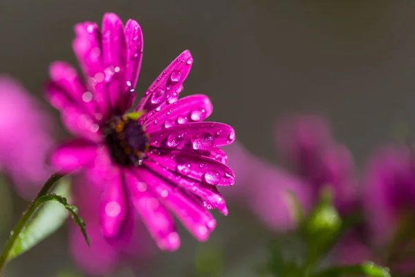 Úžasné Barevné Květ Zblízka Střílel — Stock fotografie