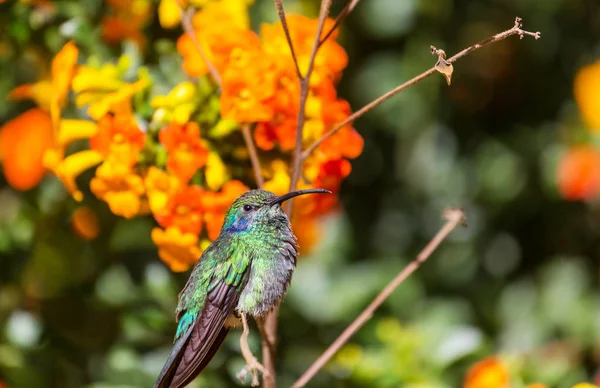Colibrí Colorido Costa Rica América Central — Foto de Stock