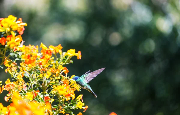 Värikäs Kolibri Costa Ricassa Keski Amerikassa — kuvapankkivalokuva