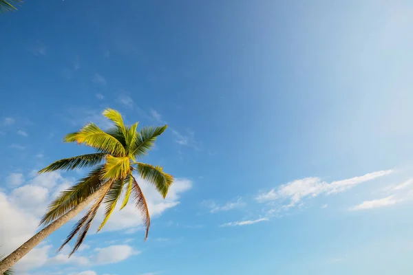 Sérénité Sur Plage Tropicale — Photo