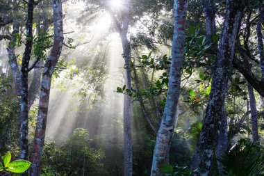 Hawaii doğa eğlence ormanda