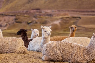Arjantin uzak alandaki Lama