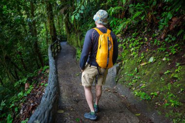 Yeşil tropikal ormanda yürüyüş, Kosta Rika, Orta Amerika